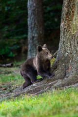 Obraz premium Brown bear cub