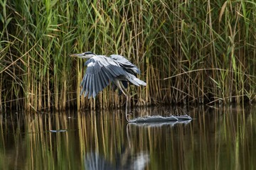 Graureiher im Flug über den Köppchensee in Berlin 