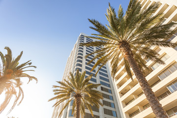 Vue de dessous sur les palmiers et les bâtiments modernes à Los Angeles