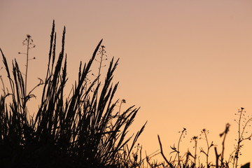grass on sunset background
