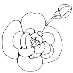 Begonia  tuberhybrida blossoms. Coloring book. Stock illustration. Isolated image on white background. 
