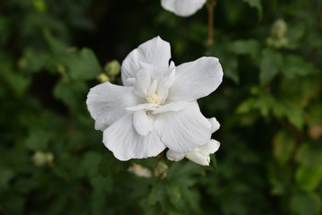 Hibiscus blanc au jardin