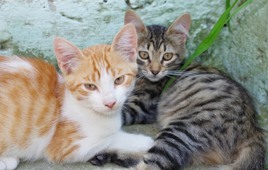portrait of young cats © AVD