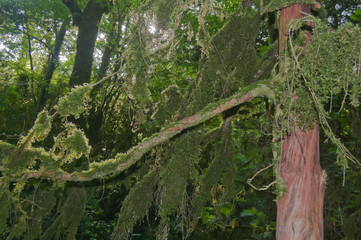 Fototapeta premium moss on the tree