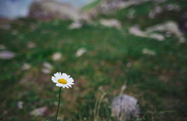 Daisy flower close up