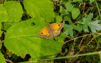 butterfly on leaf