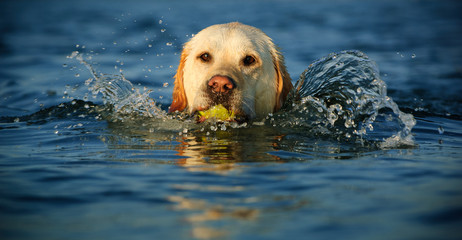 Yellow Labrador Retriever swimming in blue water with ball