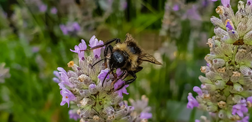 bumblebee on flower