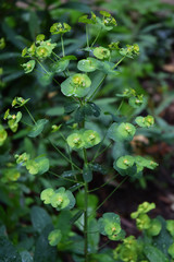 euphorbe des bois
