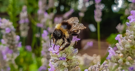 bumblebee on flower
