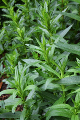 Herbe aux coliques