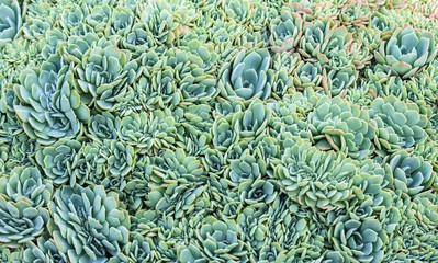 a lot of small Graptopetalum succulents with plump petals are blue, green and orange, the plants are densely planted and create a very dense texture, a beautiful photo, natural,