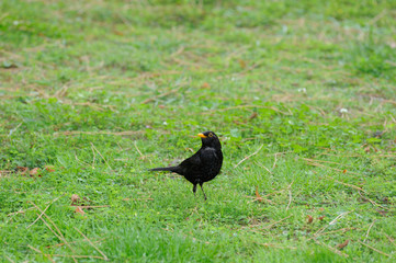 black bird with orange beak on the grass