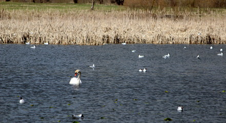 lots of birfd on a lake in estonia