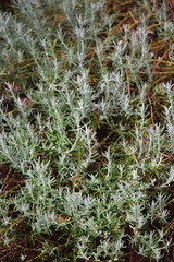 Immortelle des sables