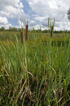 Schmalbl&auml;ttriger Rohrkolben (Typha angustifolia) in einem Sumpf / Nationalpark Polesie in Polen