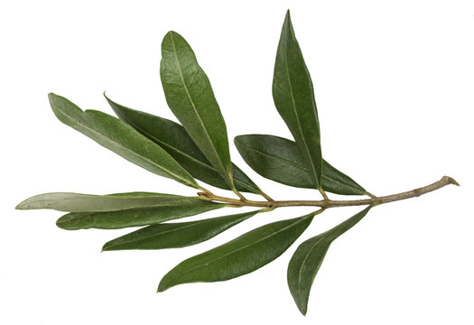 An olive branch with leaves on white background isolated