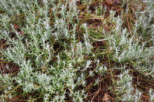 Immortelle des sables