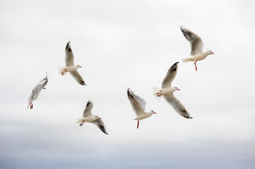 a group of seagulls flies in the sky.