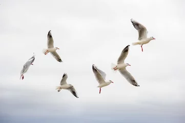 Foto op Plexiglas a group of seagulls flies in the sky. © fitmen