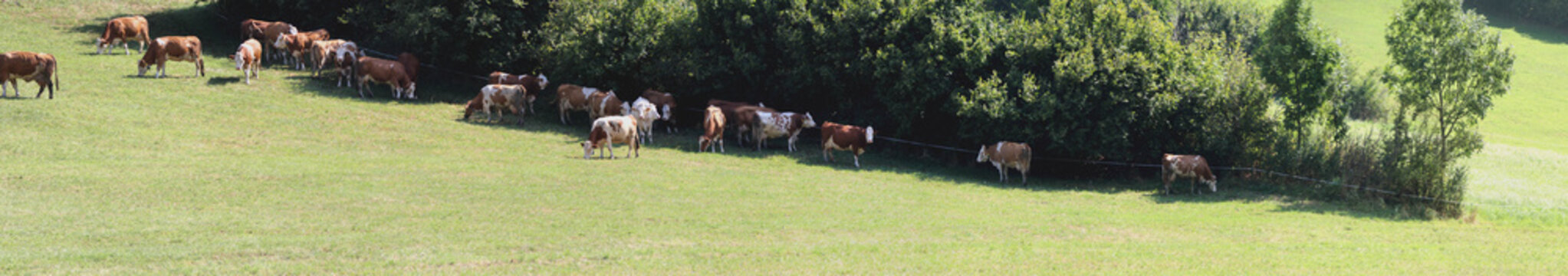 Schattensucher - Kühe in der Mittagshitze