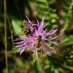 Two striped flies are sitting on a flower