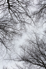 Tree crown silhouettes