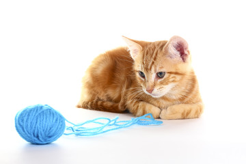 Ginger mackerel tabby kitten isolated on a white background playing with a ball of blue wool