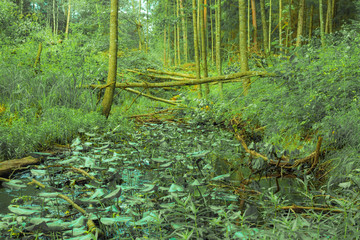 swamp in the forest, Braslaw region, Belarus