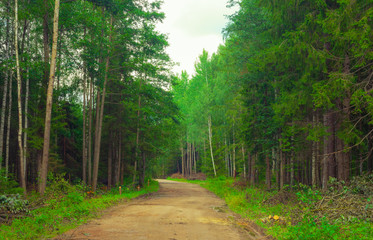Fototapeta na wymiar forest way, Braslaw, Belarus