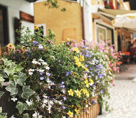 street with flowers