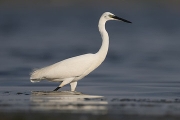 Obraz premium Extra close up portrait oflittle egret stands in a calme water with reflection