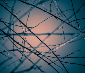 winter naked branches 