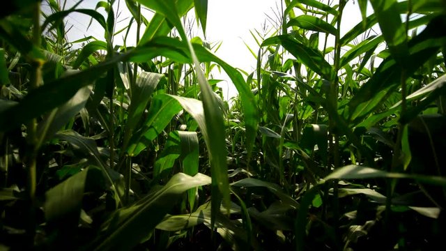 Walking through corn stalks in farmer's field. Moving through the rows in a ready to harvest ripe cornfield at the end of summer on beautiful day. Pushing leaves aside going between plants.