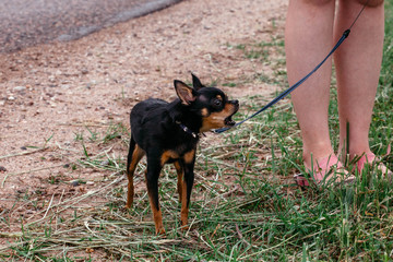 Little dog on a leash