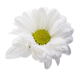 White daisies, chamomiles isolated on white background. Clipping path