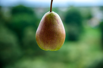 Juicy ripe pear on a green background