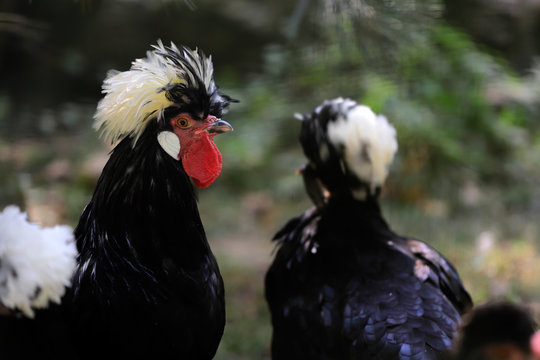 White crested black polish rooster cockerel
