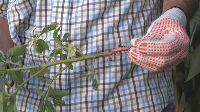 Weed control in corn field, farmer holding Amaranthus retroflexus or tumbleweed in hands
