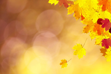 Naklejka na ściany i meble Sunny colorful autumn season leaves decoration on nature bokeh background. Selective focus used.