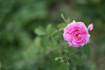 front top photography of a beautiful natural hot pink fuchsia rose. copyspace