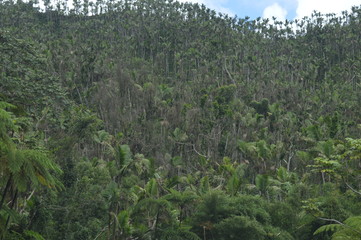 335 AFTER HURRICANE MARIA FOR PR.