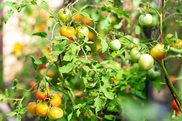 Blushing tomatoes. Clusters of tomatoes grow in the greenhouse. Ketchup on the branches.