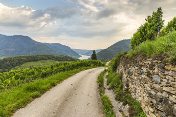 Road to vineyards in Wachau valley. Austria.