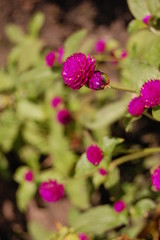 Fototapeta premium Pink flower