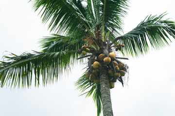 Fototapeta premium coconuts grow on a palm tree