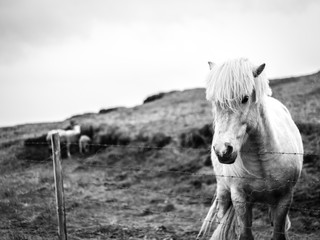 WIld Icelandic horses in Iceland