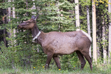 Fototapeta premium Elk walking through grass