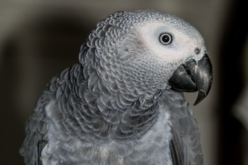 African Grey Parrot