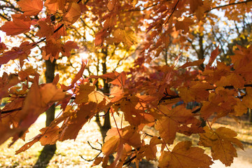 Sunshine through autumn leaves